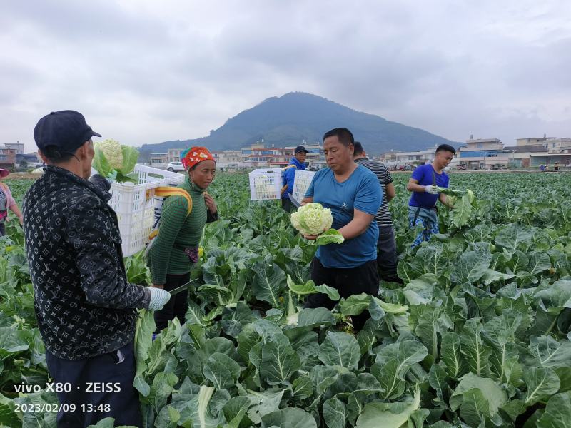 自己基地500亩青梗有机花小米花菜上市，一天可以砍8车