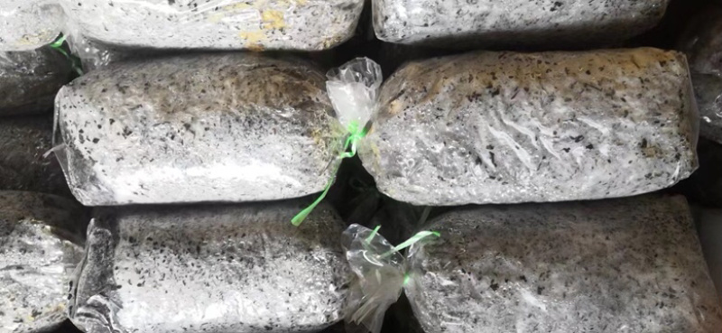 鸡腿菇菌种栽培种