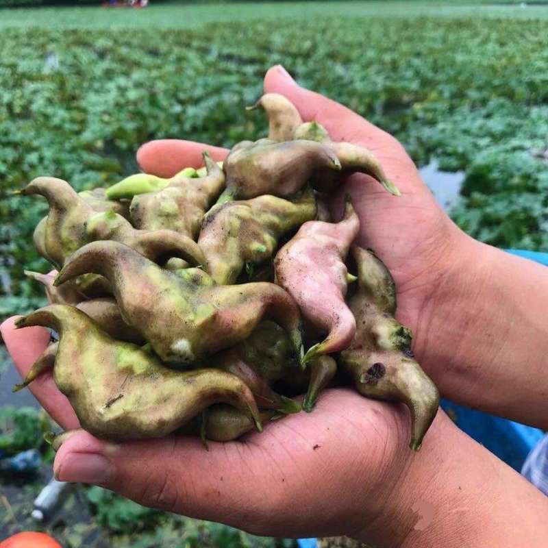 菱角新鲜批发价老菱角非四角菱角特大野生菱角5斤/3斤/1