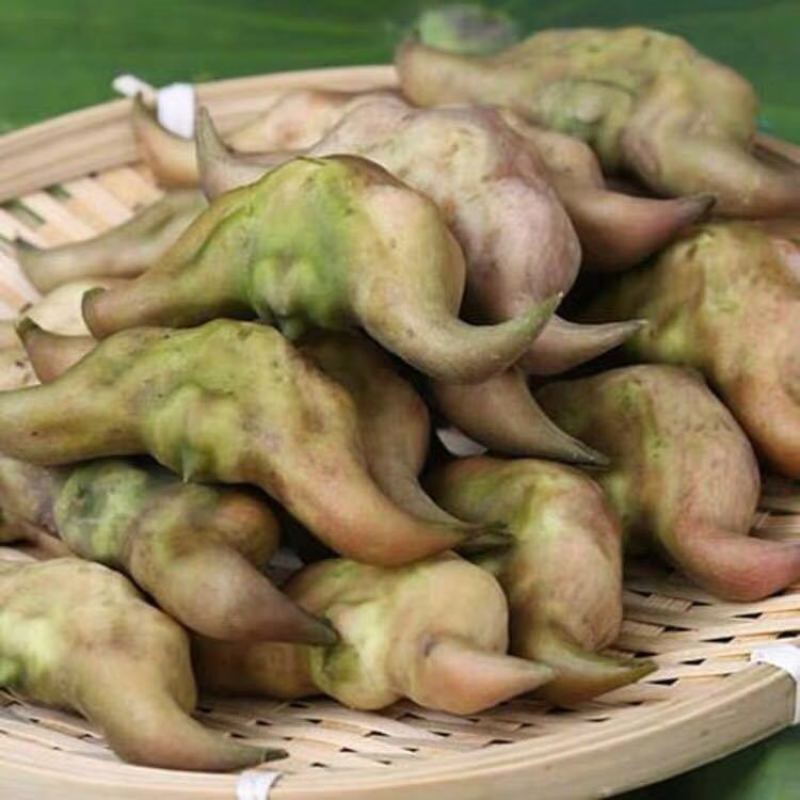 菱角新鲜批发价老菱角非四角菱角特大野生菱角5斤/3斤/1