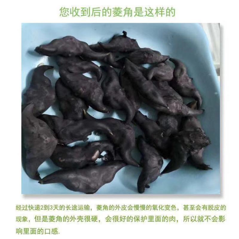 菱角新鲜批发价老菱角非四角菱角特大野生菱角5斤/3斤/1