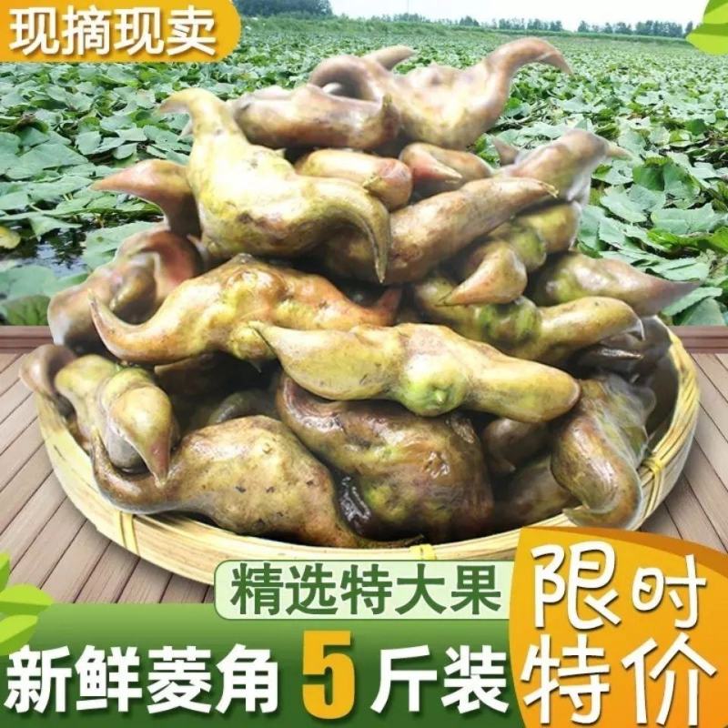 菱角新鲜批发价老菱角非四角菱角特大野生菱角5斤/3斤/1
