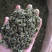 中药材桑叶干霜后桑叶桑叶粉桑叶泡新鲜散装干