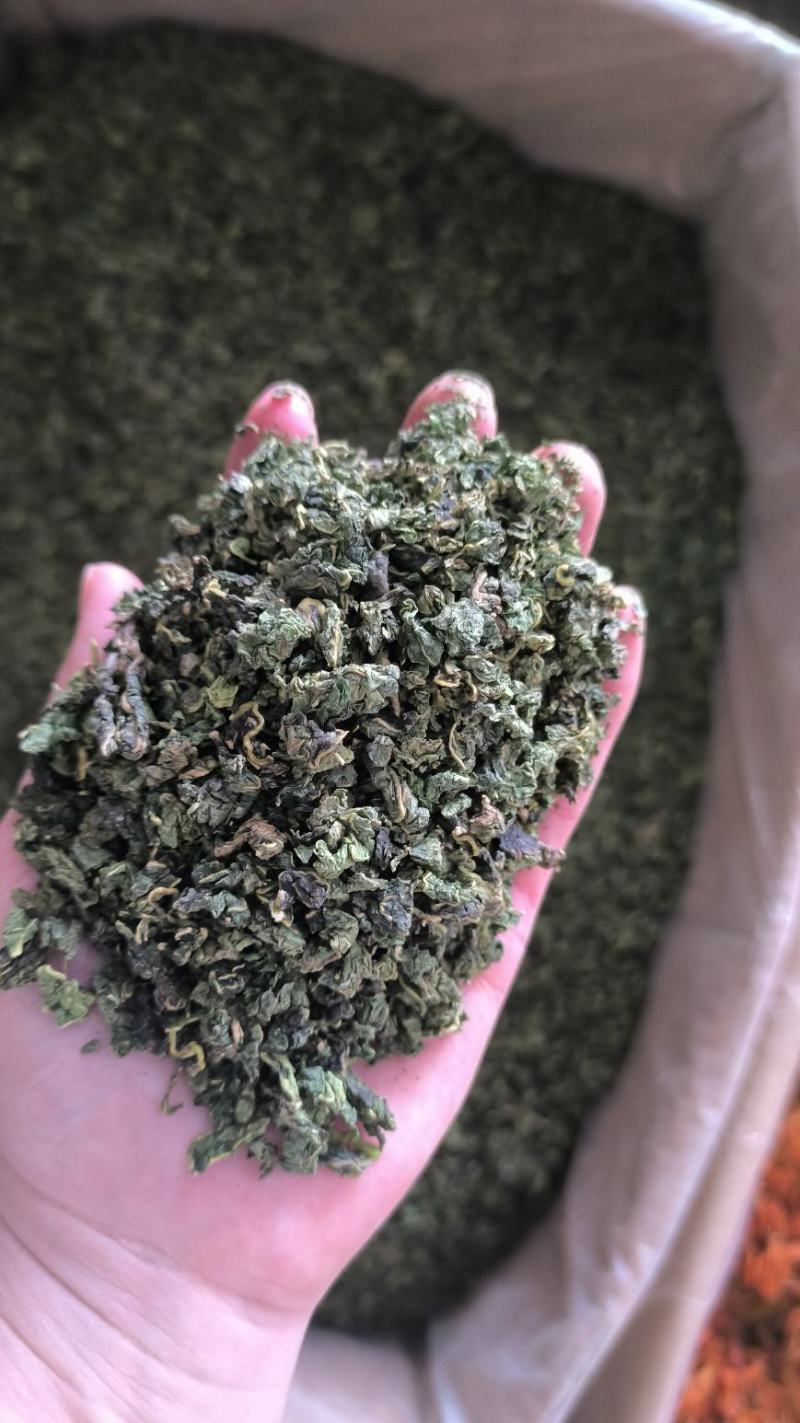 中药材桑叶干霜后桑叶桑叶粉桑叶泡新鲜散装干