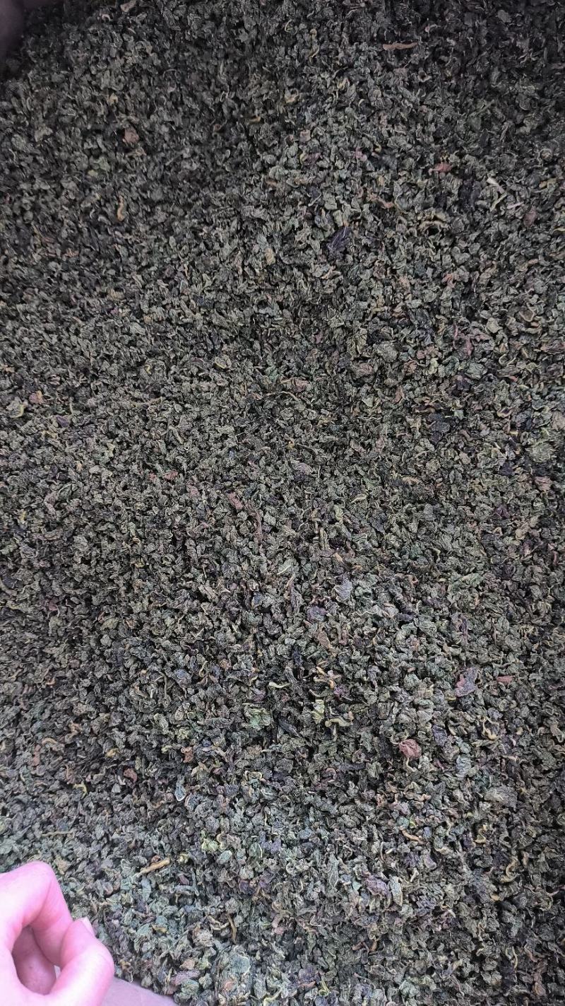 中药材桑叶干霜后桑叶桑叶粉桑叶泡新鲜散装干