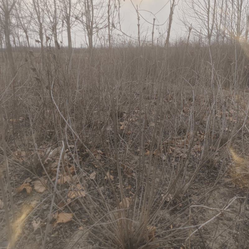 紫丁香丛生丁香华北丁香丁香产地