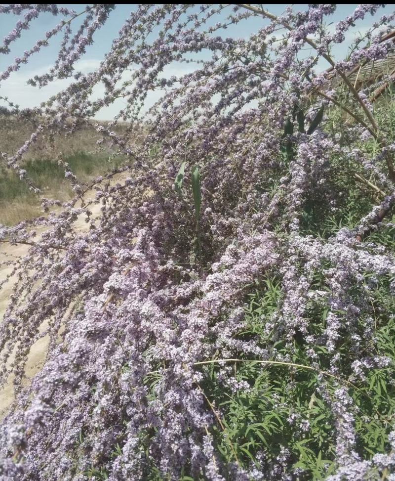 紫丁香丛生丁香华北丁香丁香产地