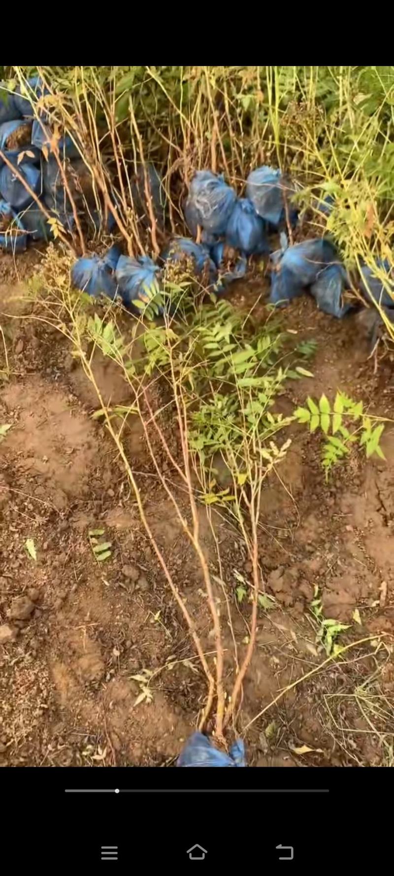 紫丁香丛生丁香华北丁香丁香产地