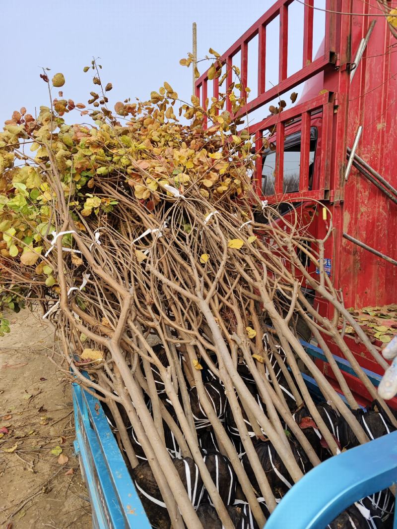 紫丁香丛生丁香华北丁香丁香产地