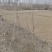 紫丁香丛生丁香华北丁香丁香产地