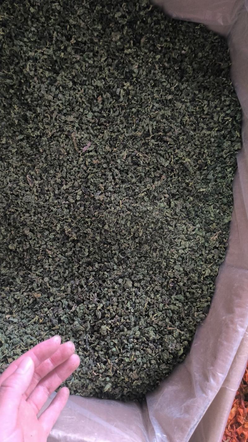 中药材桑叶干霜后桑叶桑叶粉桑叶泡新鲜散装干