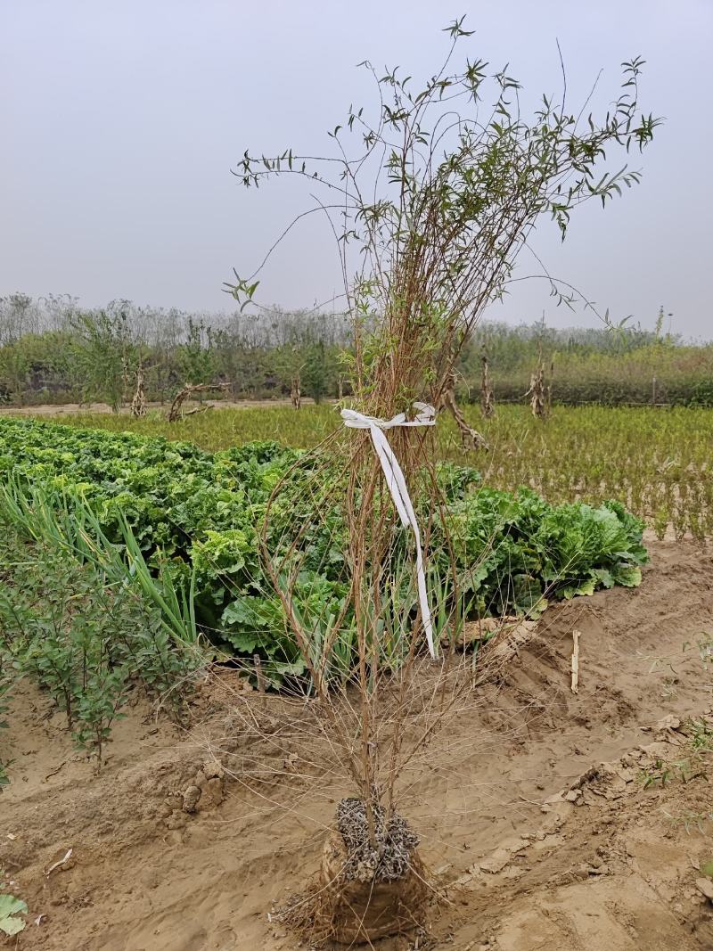 紫花醉鱼木互叶醉鱼草小叶醉鱼草