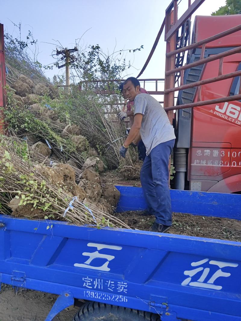 紫花醉鱼木互叶醉鱼草小叶醉鱼草