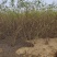 紫花醉鱼木互叶醉鱼草小叶醉鱼草