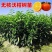091无核沃柑树苗柑橘苗无籽地栽盆栽嫁接苗柑桔子苗
