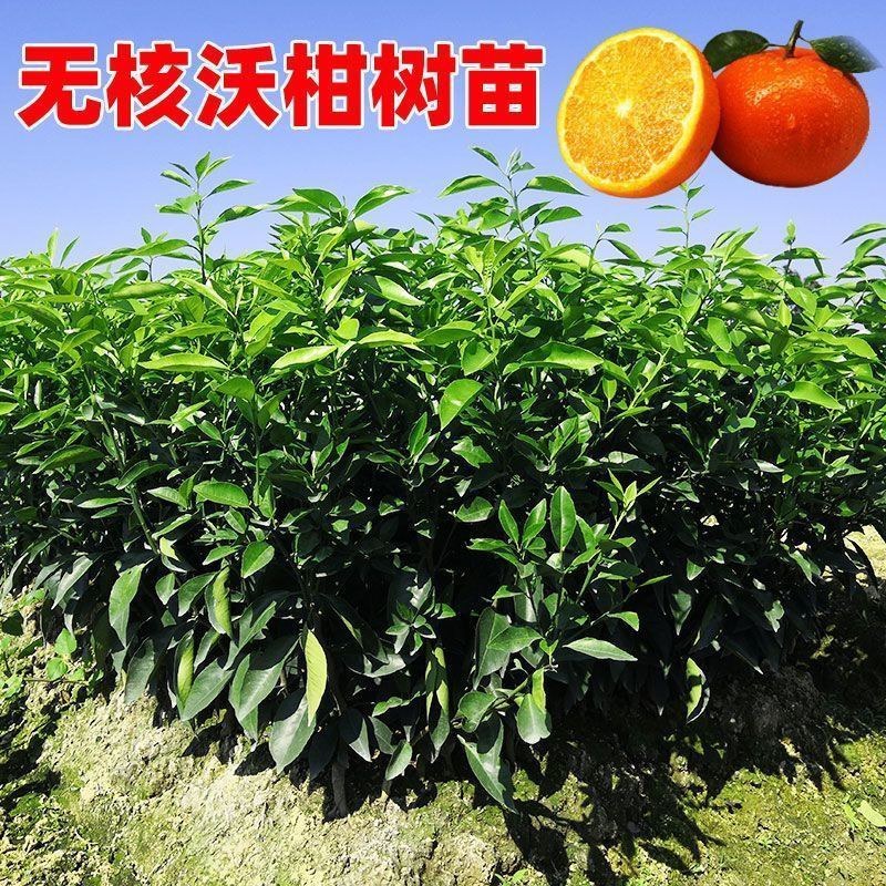 091无核沃柑树苗柑橘苗无籽地栽盆栽嫁接苗柑桔子苗