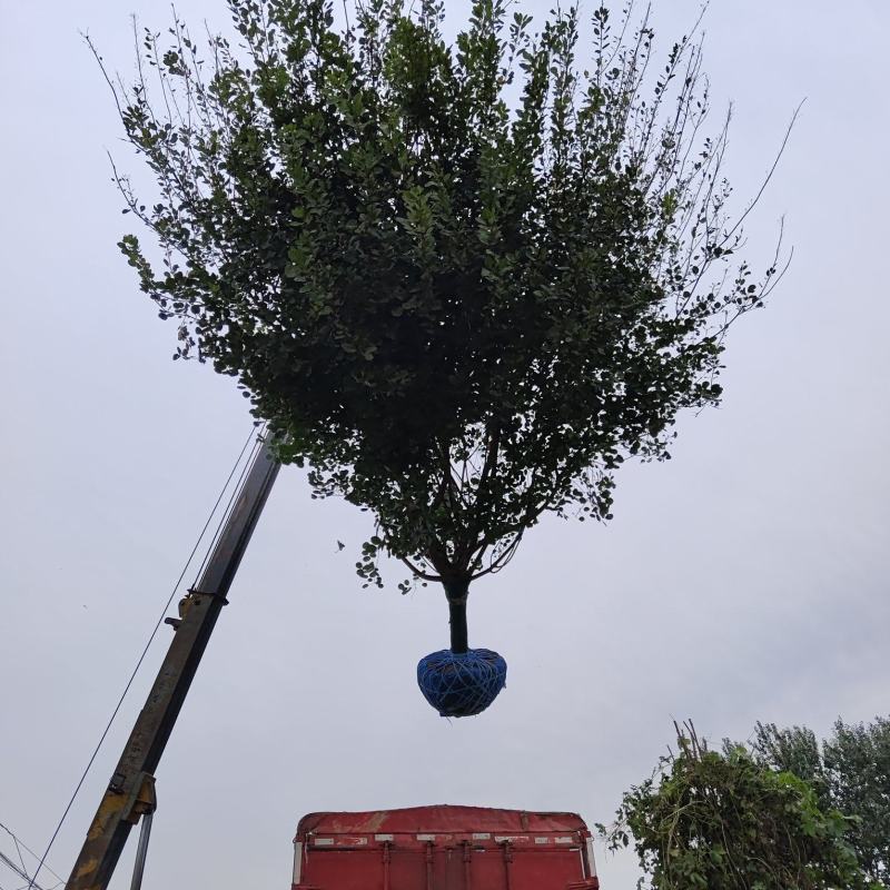 糯米条小叶六道木
