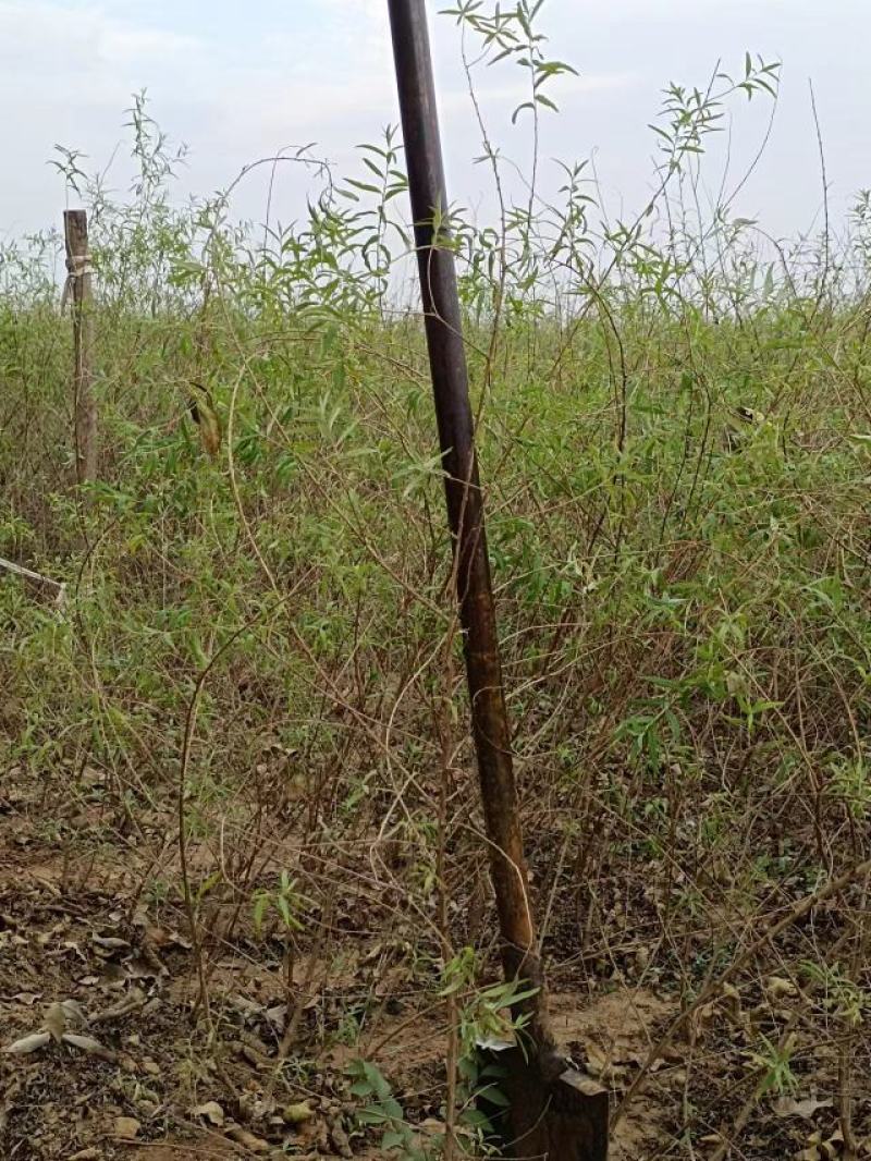糯米条小叶六道木