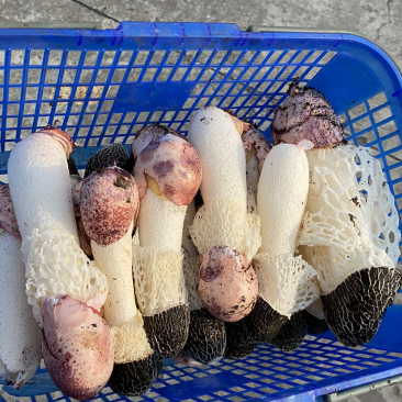 红托竹荪