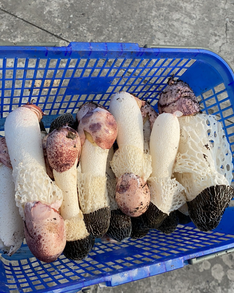 红托竹荪