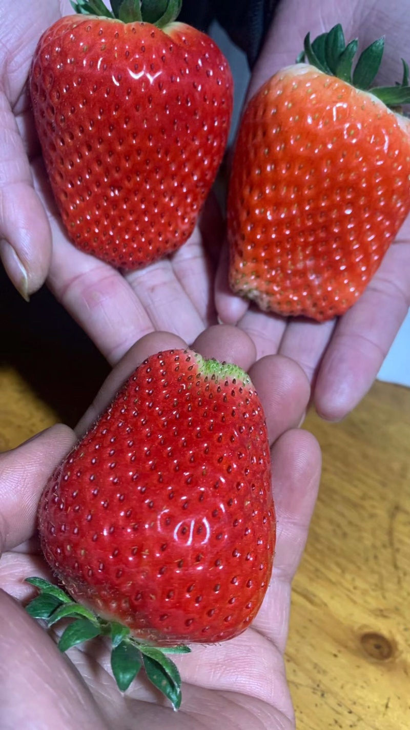 新鲜产地草莓价格优惠果子漂亮