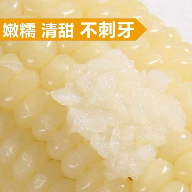 速冻甜糯玉米，货源充足，供货稳定！可视频看货！