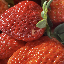 【草莓】奶油草莓产地稳定供应对接商超市场价格优惠欢迎