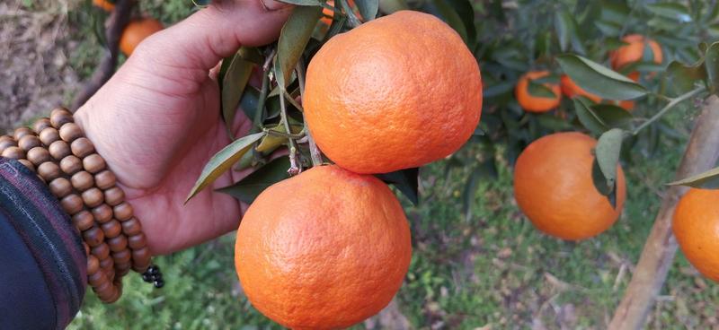 明日见柑橘阿斯蜜柑橘清甜无酸供应链产地货源