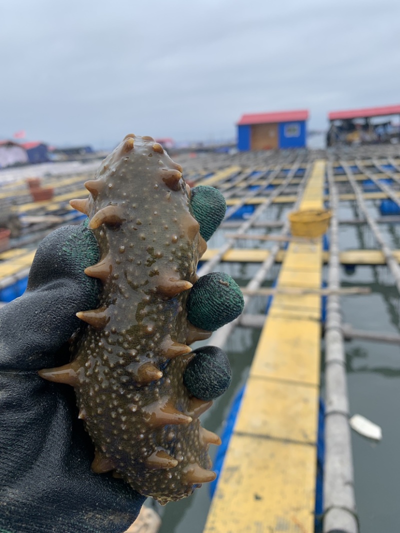 新鲜活海参养殖基地大量出货，有需要的朋友联系我