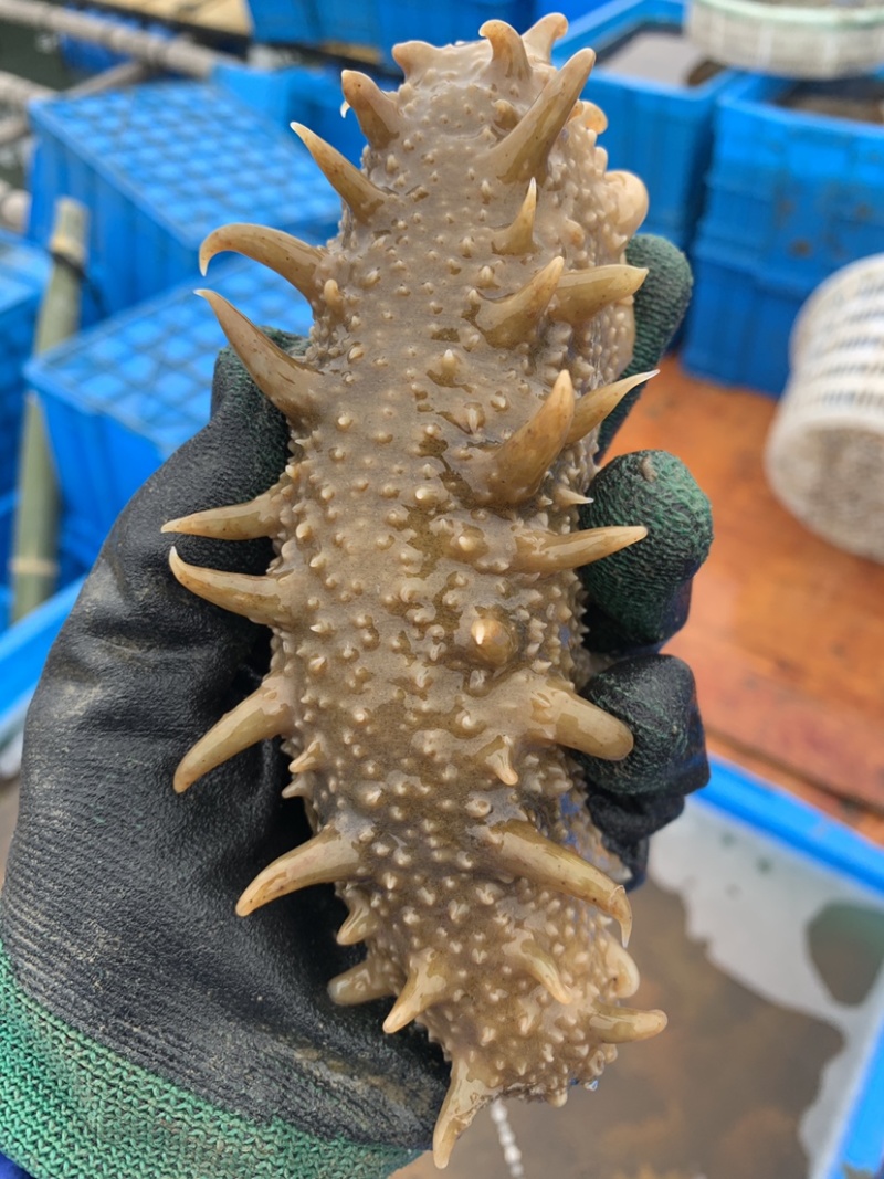 新鲜活海参养殖基地大量出货，有需要的朋友联系我