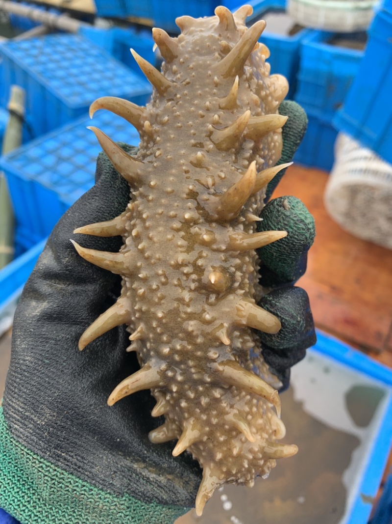 新鲜活海参养殖基地大量出货，有需要的朋友联系我