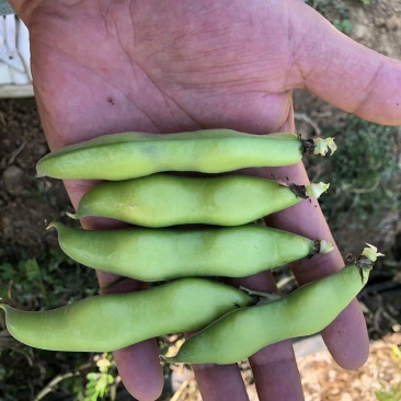 新鲜老品种蚕豆，壳也可以食用，口感甜糯