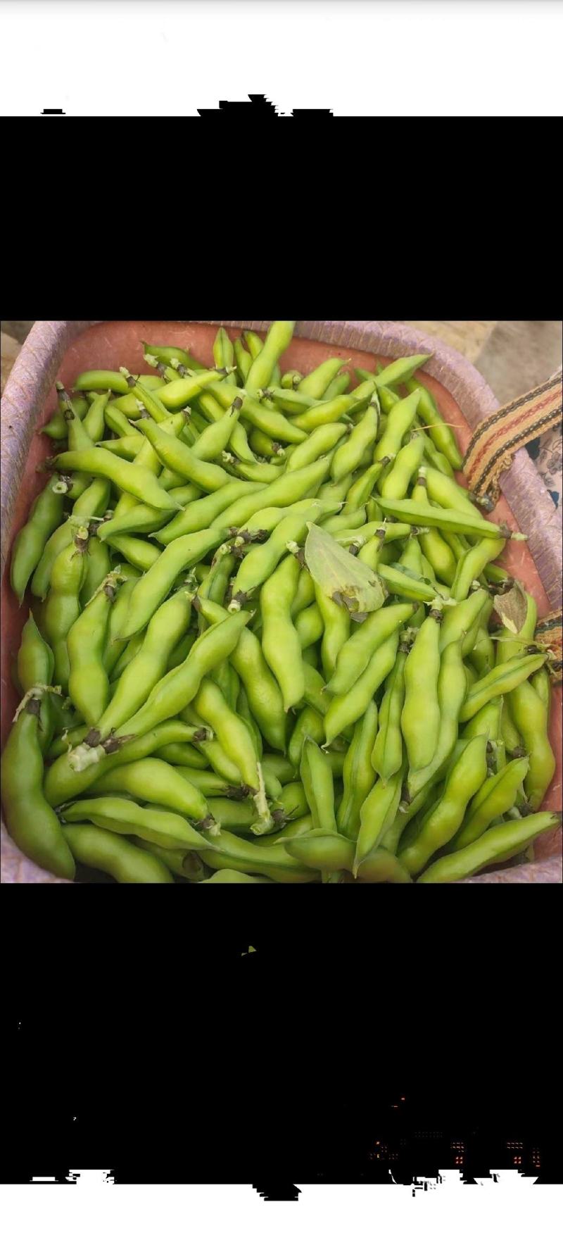 新鲜老品种蚕豆，壳也可以食用，口感甜糯