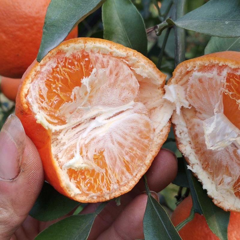 明日见柑橘阿斯蜜柑橘清甜无酸供应链产地货源