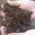疏松土壤好帮手！羊粪，兔粪。牛粪，三合一发酵有机肥