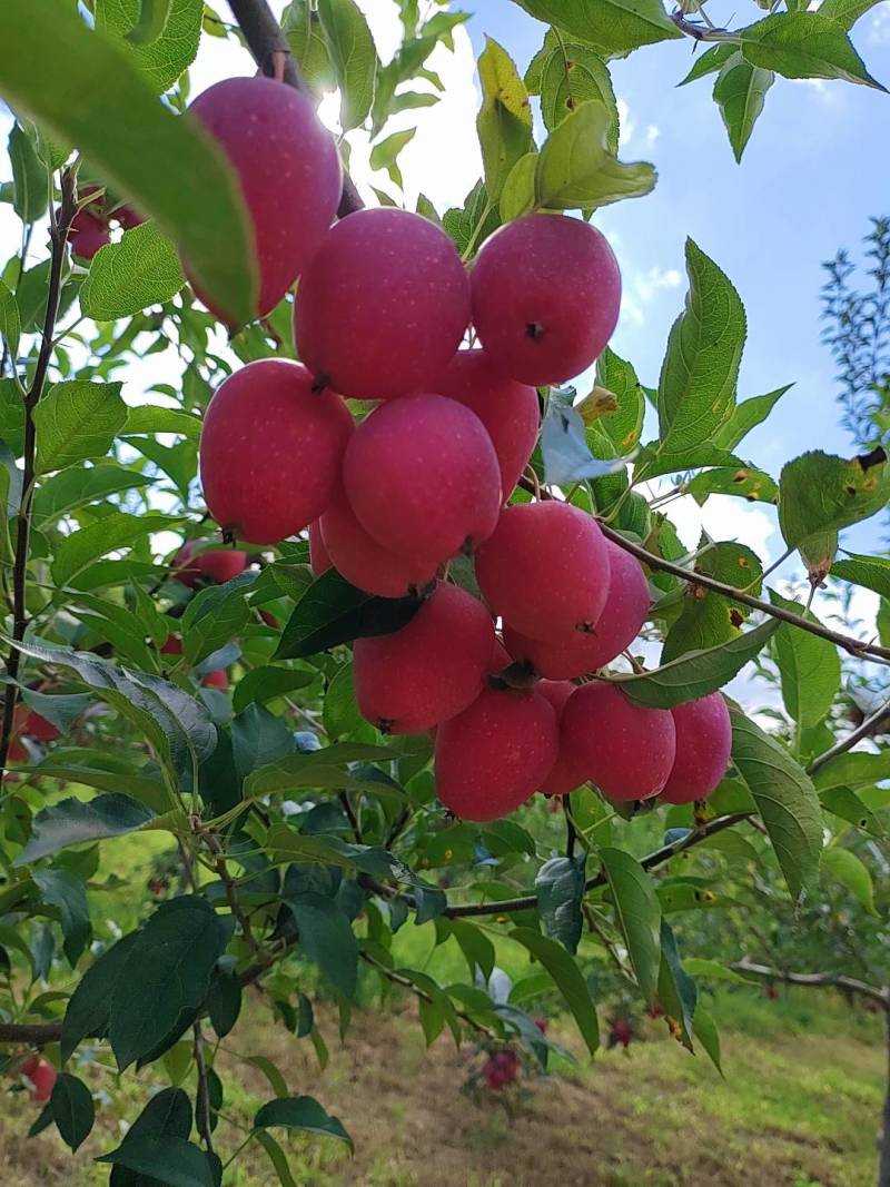 鸡心果