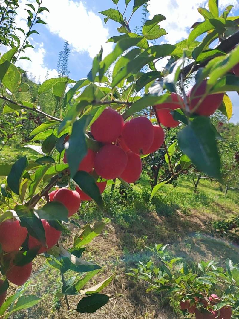 鸡心果