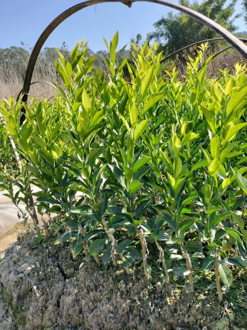 自家地种植正宗红柠檬头嫁接新会柑苗，绿色清山就是金山银山