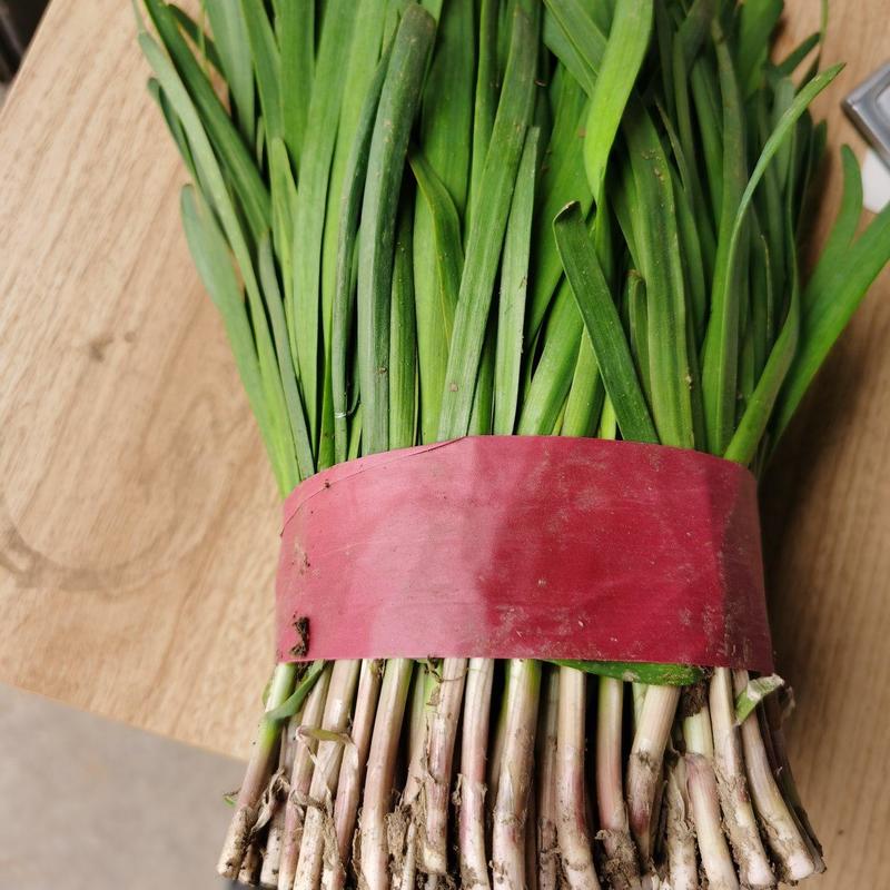 山东梁山韭菜分拣包装中心，红根头茬优质韭菜
