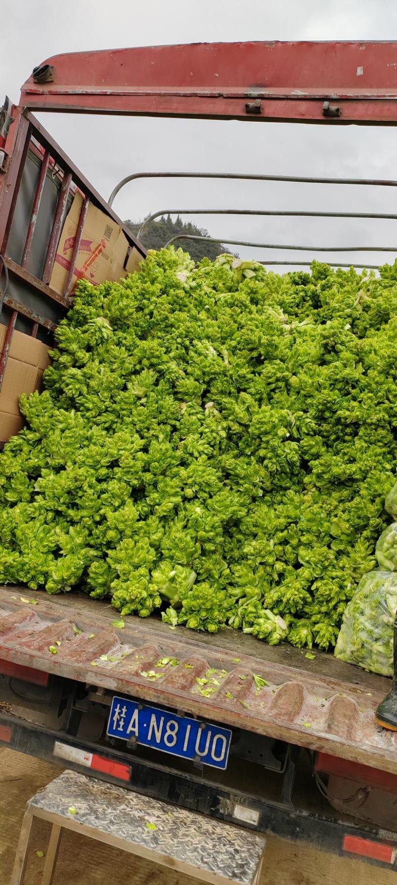 贵州儿菜，无空心，无红鼎，质量好，清秀，位置六盘水