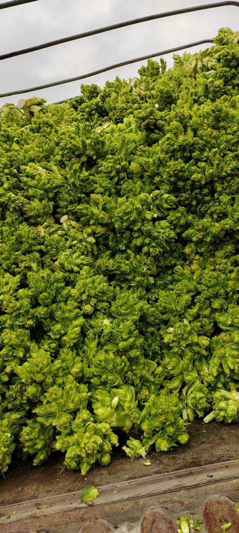 贵州儿菜，无空心，无红鼎，质量好，清秀，位置六盘水