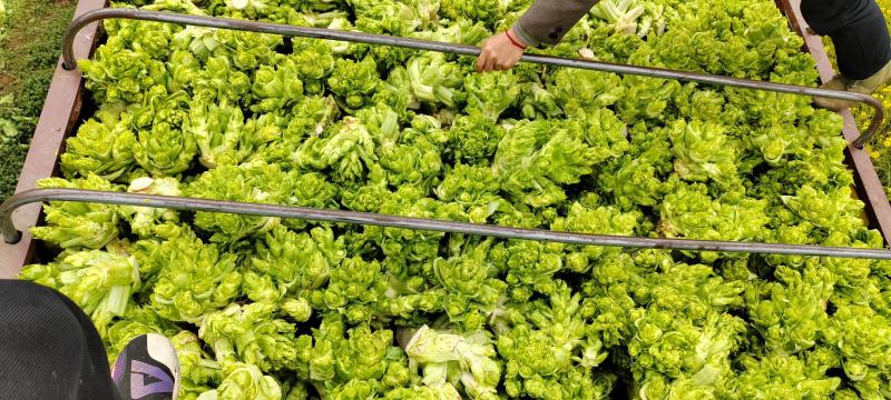 贵州儿菜，无空心，无红鼎，质量好，清秀，位置六盘水