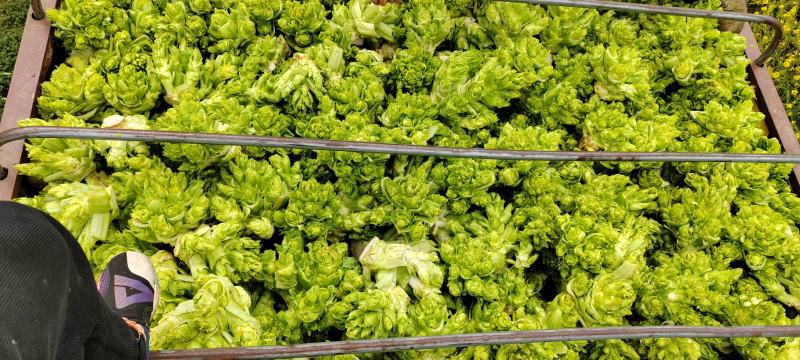 贵州儿菜，无空心，无红鼎，质量好，清秀，位置六盘水