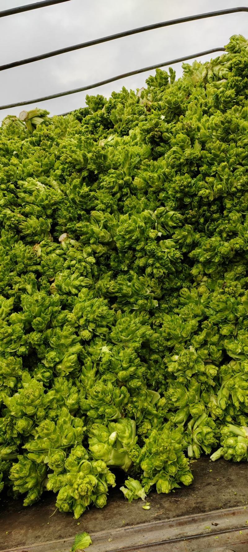 贵州儿菜，无空心，无红鼎，质量好，清秀，位置六盘水
