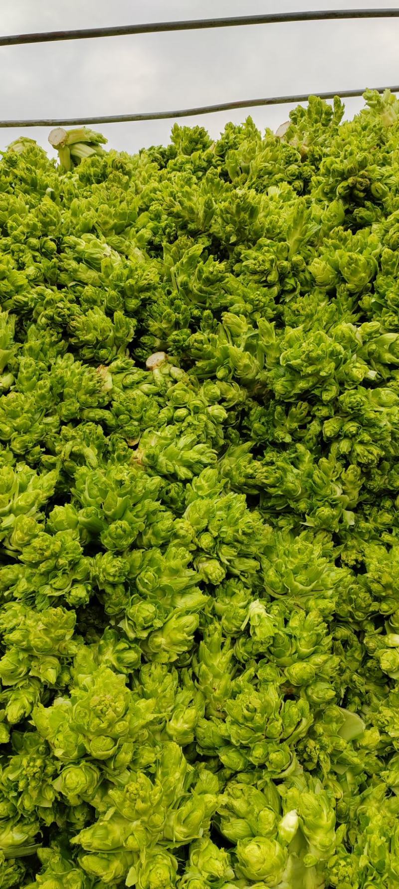 贵州儿菜，无空心，无红鼎，质量好，清秀，位置六盘水