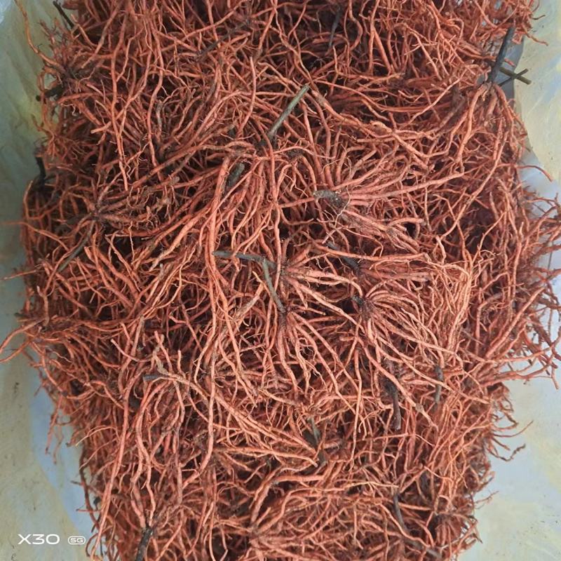 野蚕豆野蚕豆根