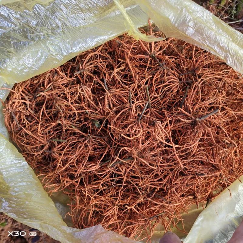 野蚕豆野蚕豆根