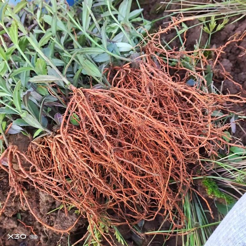 野蚕豆野蚕豆根