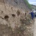 爬山虎地锦