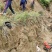 爬山虎地锦